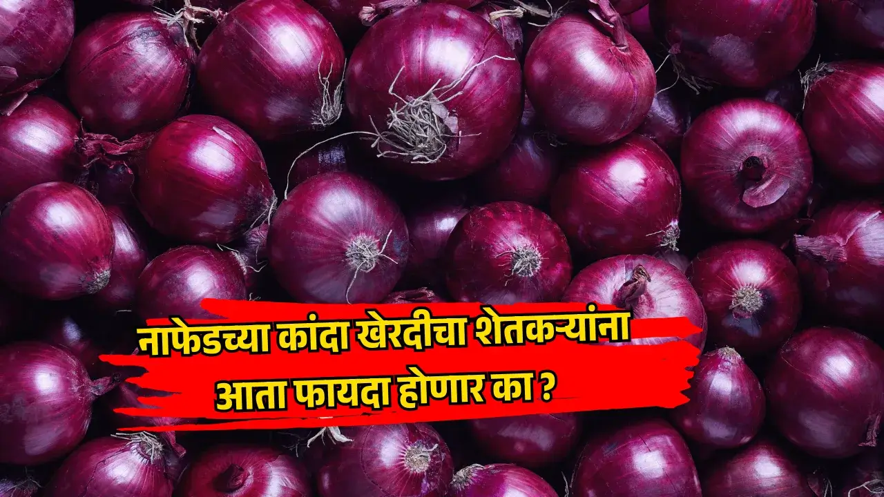 यावर्षी कांदा उत्पादक शेतकऱ्यांसमोर अनेक संकटे उभी आहेत. नाफेड (NAFED) आणि एनसीसीएफ (NCCF) या सरकारी संस्थांनी वेळेत कांदा खरेदी सुरू न केल्याने शेतकऱ्यांच मोठ नुकसान झाल आहे. त्यातच मे महिन्यात झालेल्या जोरदार पावसाने कांद्याच नुकसान वाढवल, आणि बाजारातील आवक कमी झाल्याने कांद्याच्या भावात काहीशी सुधारणा दिसून आली आहे.