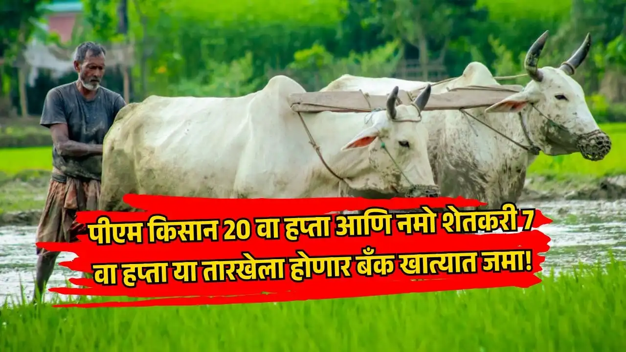 पीएम किसान 20 वा हप्ता आणि नमो शेतकरी 7 वा हप्ता या तारखेला होणार बँक खात्यात जमा!
